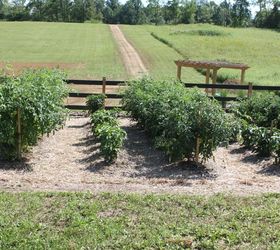 The Easiest Ways to Grow a Bumper Crop of Tomatoes Hometalk
