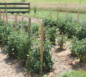 The easiest ways to grow a bumper crop of tomatoes hometalk