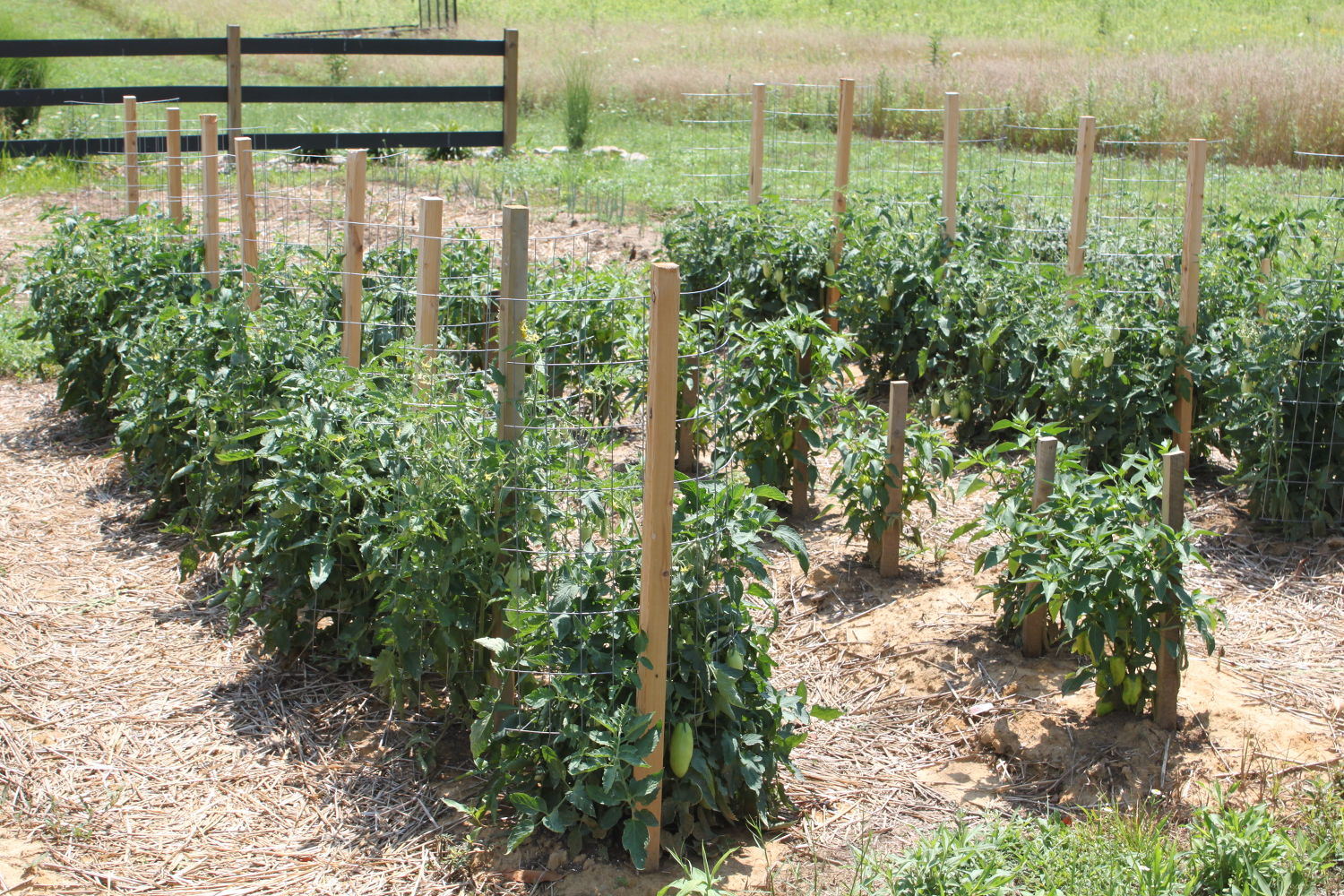 The Easiest Ways To Grow A Bumper Crop Of Tomatoes Hometalk The easiest ways to grow a bumper crop of tomatoes hometalk