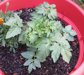 s the easiest ways to grow a bumper crop of tomatoes, gardening, If planting in pots put the hose in the soil