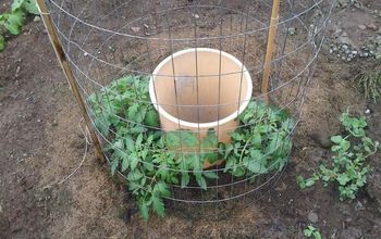 Las formas más fáciles de cultivar una cosecha abundante de tomates