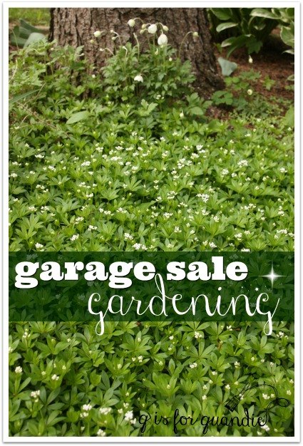 garage sale gardening , gardening, perennial