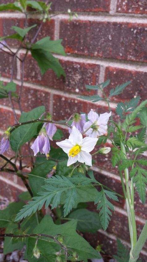 q what plant is this , gardening, plant id, The flowers colors range from light purple to white and are the size of a quarter They have thorns on the stem