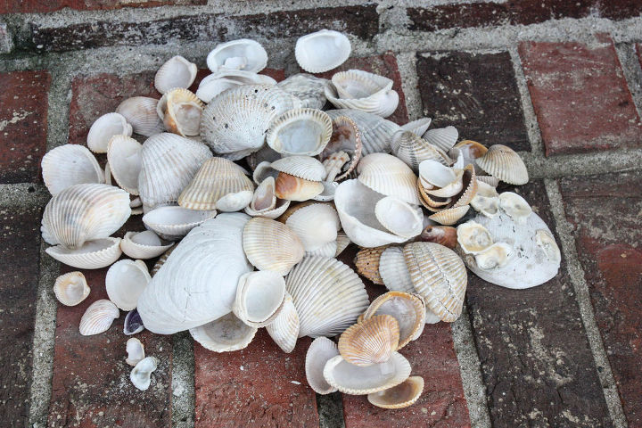 vacation sea shells turned gorgeous home decor 