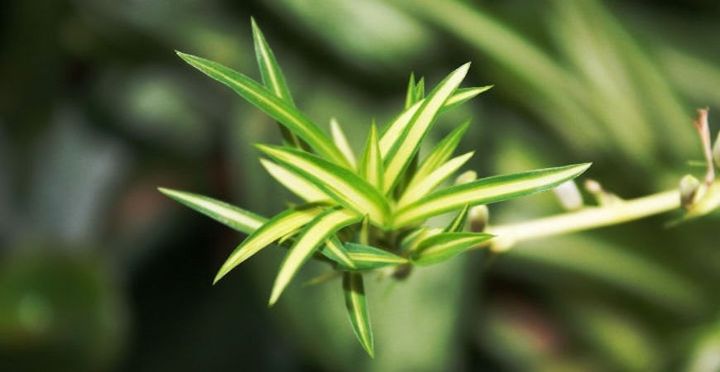 top tips for taking care of your spider plant, container gardening, gardening, pest control