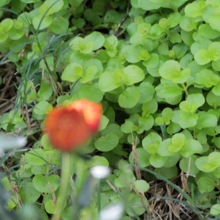 9 herbicidas naturales que salvarn tu jardn en verano, Cubre las malas hierbas con una cubierta vegetal que te guste m s