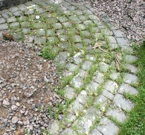 s 9 natural weed killers that will save your summer garden, gardening, go green