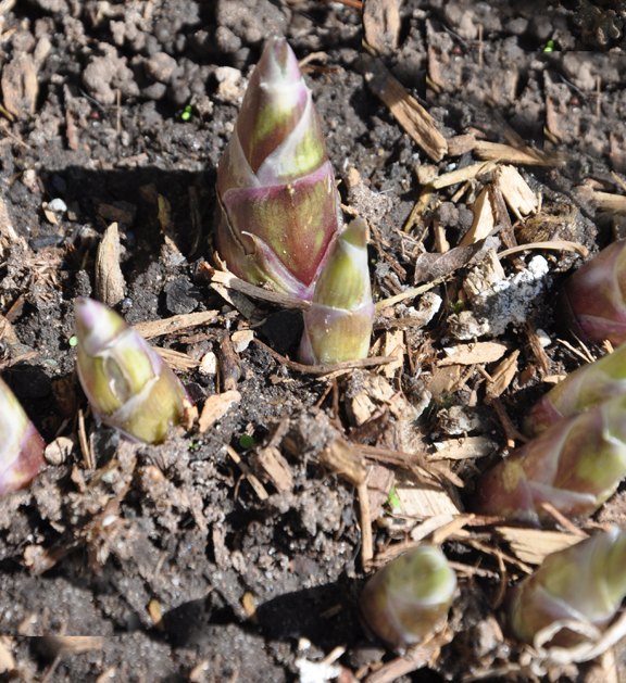 how to grow hostas gardening tips