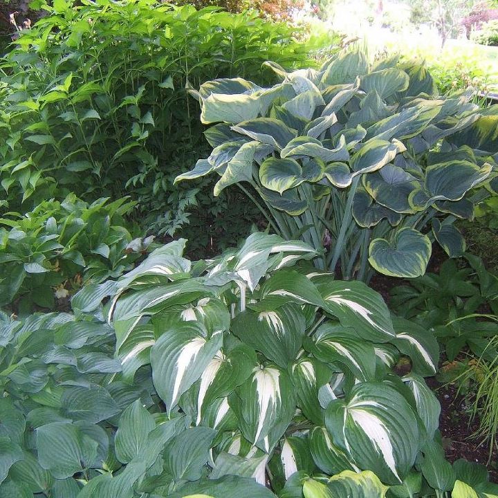 how to grow hostas gardening tips