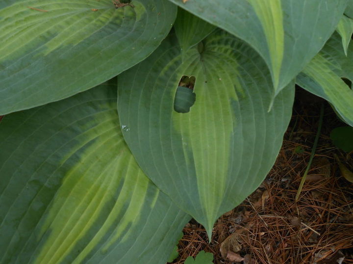 how to grow hostas gardening tips
