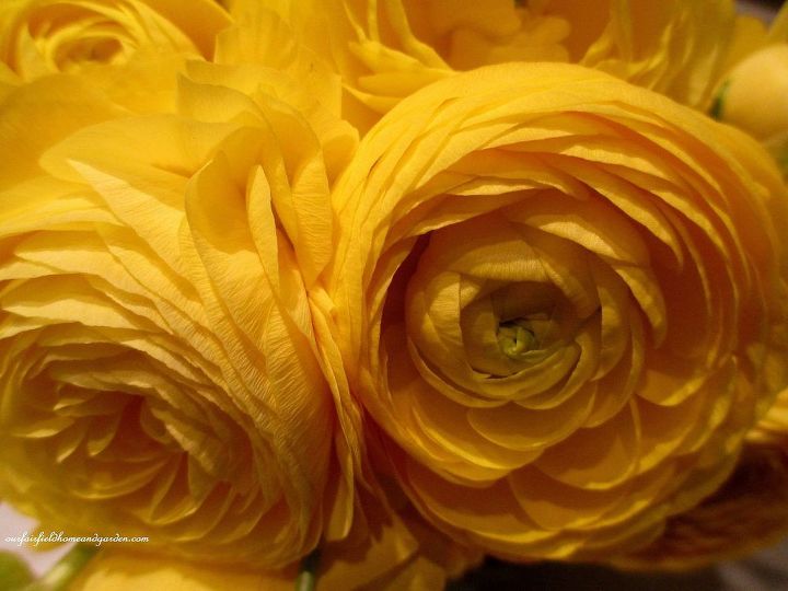 9 summer flowers almost as gorgeous as peonies, Ranunculus