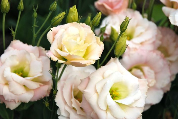 9 summer flowers almost as gorgeous as peonies, Lisianthus