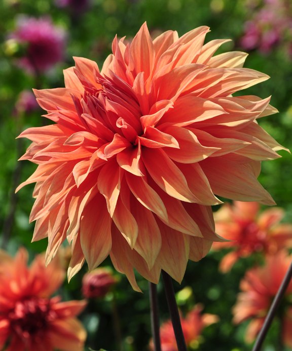 9 summer flowers almost as gorgeous as peonies, Dahlias