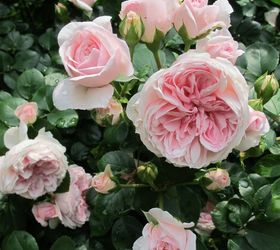 9 flores de verano casi tan hermosas como las peonas, Rosas Cenicienta