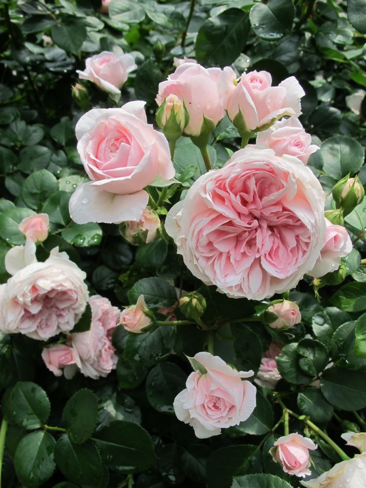 9 Summer Flowers Almost As Gorgeous As Peonies | Hometalk
