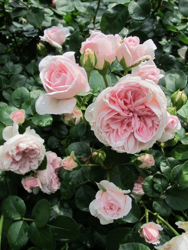 9 flores de verano casi tan hermosas como las peonas, Rosas Cenicienta