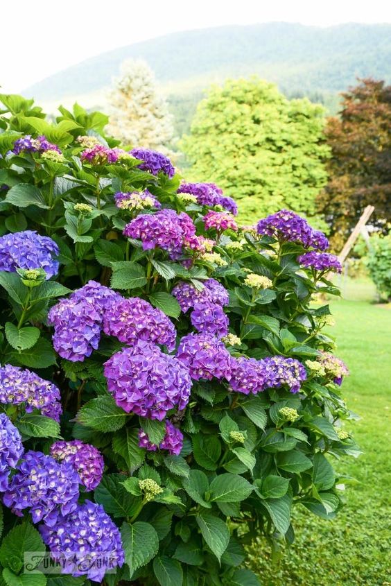 9 summer flowers almost as gorgeous as peonies, Hydrangeas