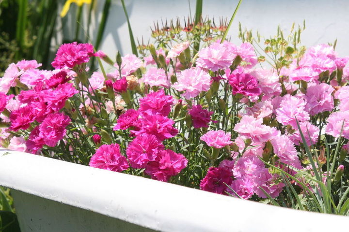 9 summer flowers almost as gorgeous as peonies, Carnations