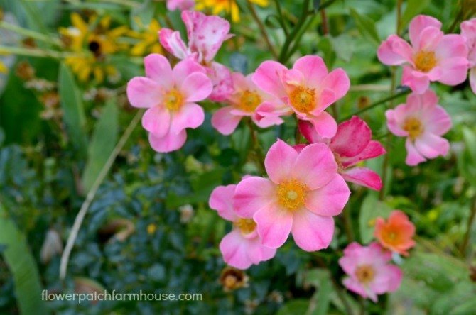 9 flores de verano casi tan hermosas como las peonas, Rosas Happy Chappy