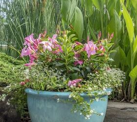 container gardening basics thrillers fillers and spillers, container gardening, gardening