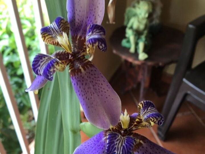 q i got this beautiful plant from a gardener it looks like an orchid, flowers, gardening, plant id, Taken in full bloom in May