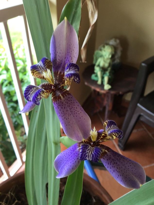 q i got this beautiful plant from a gardener it looks like an orchid, flowers, gardening, plant id, Taken in full bloom in May