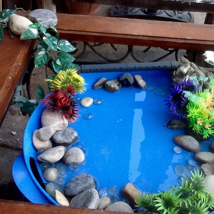 simple hummingbird bath, Plants glass rocks from our old aquarium