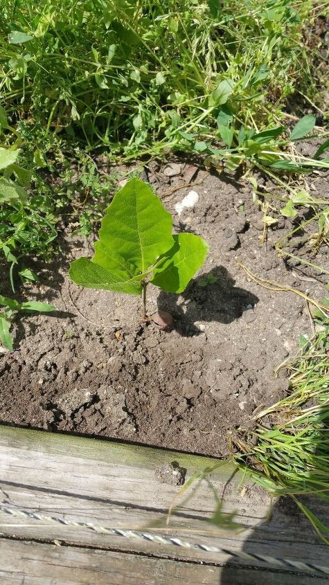 q name these plants, gardening, Thinking its some kind of tree