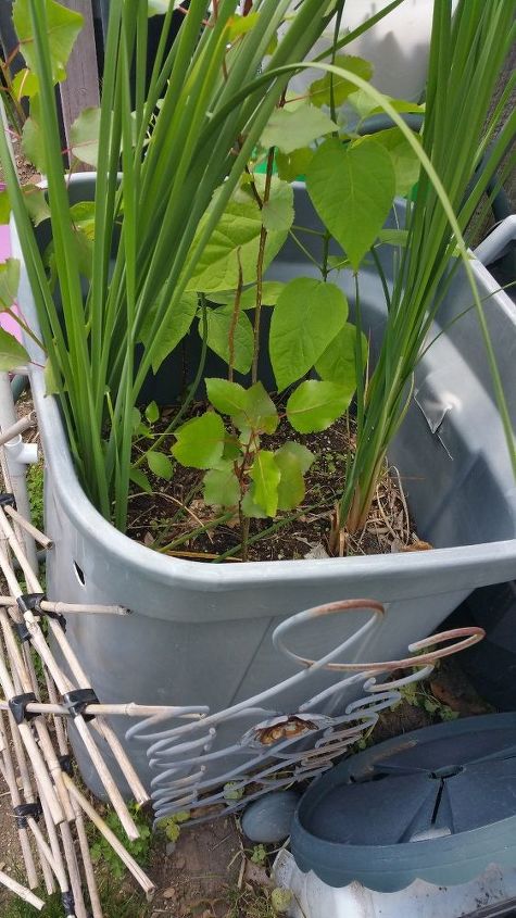 q name these plants, gardening, The red stemmed one