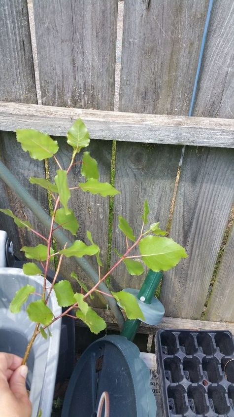 q name these plants, gardening, Red stemmed one