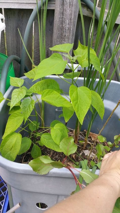 q name these plants, gardening, Narrow leaf one