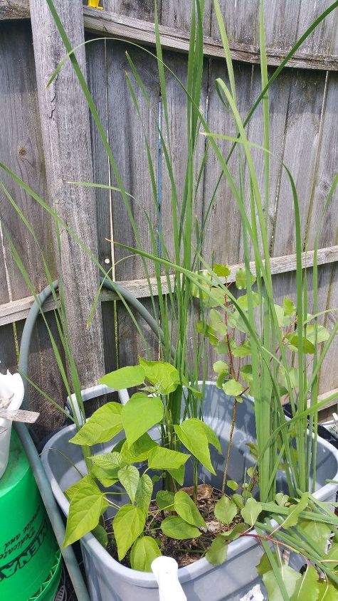 q name these plants, gardening, Grass of some kind