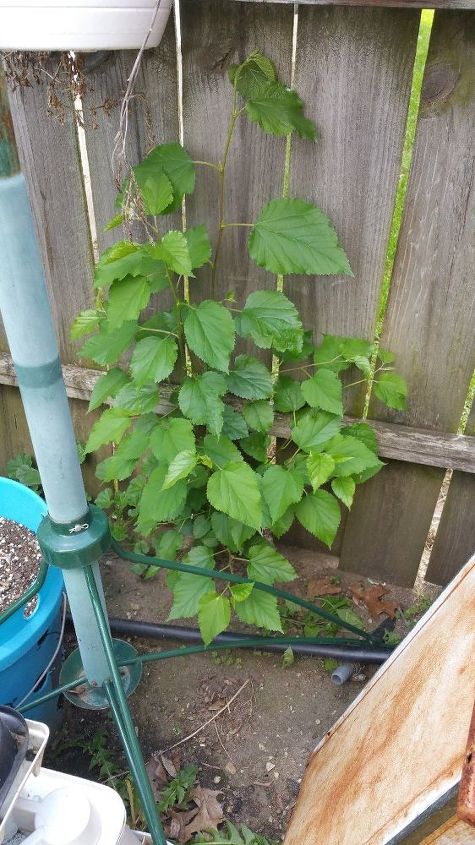 q name these plants, gardening, Not sure tree maybe