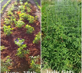 my experience with the keyhole method for my tomatoes , gardening, plant care