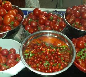 my experience with the keyhole method for my tomatoes , gardening, plant care