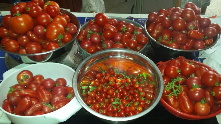 minha experincia com o mtodo keyhole para meus tomates