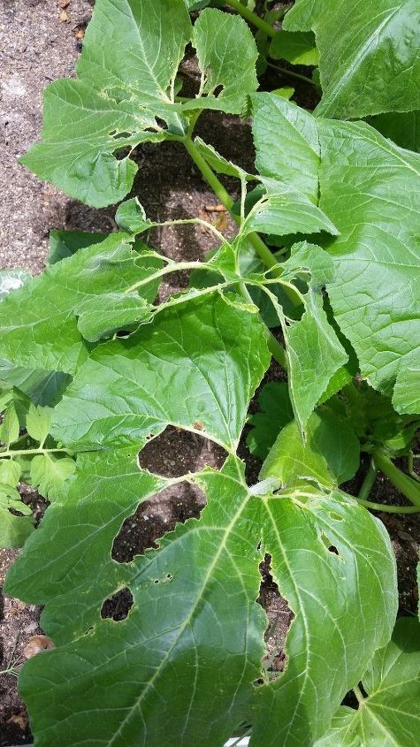 qu se est comiendo mis plantas de calabaza, Hoja de calabaza 1