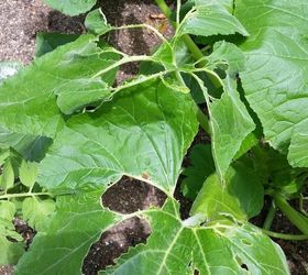 what is eating my squash plants, Squash leaf 1