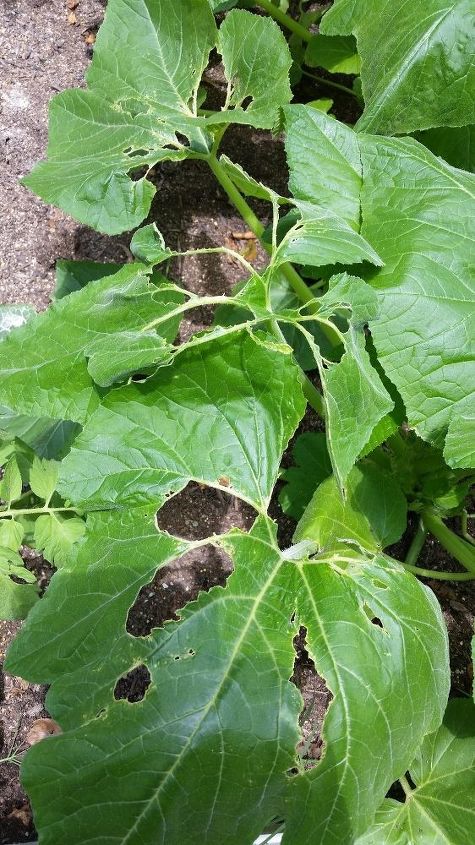 what is eating my squash plants, Squash leaf 1