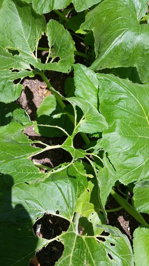 qu se est comiendo mis plantas de calabaza, Hoja de calabaza 2