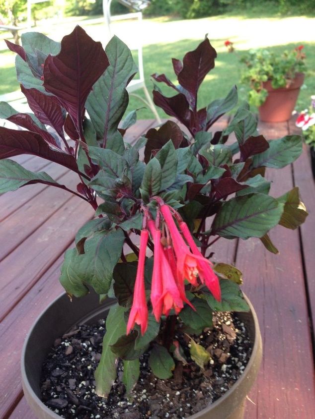 q trying to identify this plant, gardening, plant id, This plant came from a friend who doesn t know what it is I am trying to identity it Could it be a wiegela