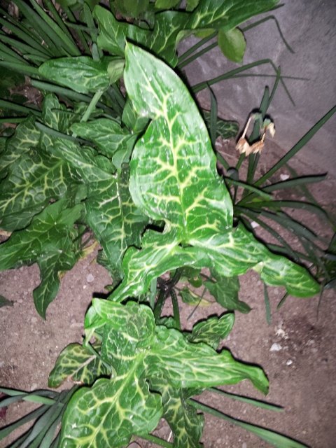 q can you tell me what kind of plant this is , gardening