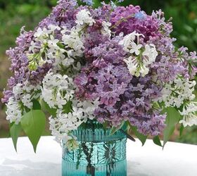 lilacs planting care pruning, flowers, gardening