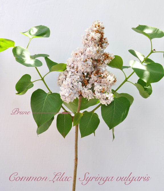 lilacs planting care pruning, flowers, gardening