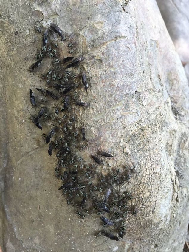 bark eating bugs on my crepe myrtle