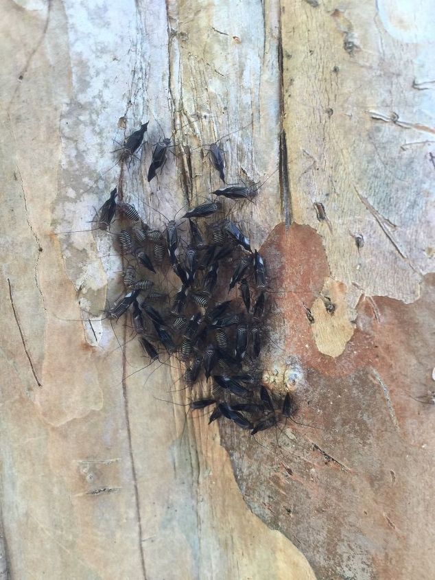 bark eating bugs on my crepe myrtle