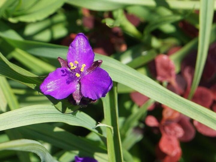 q identity please, gardening, plant id, Could any one tell me the name of this lovely flower