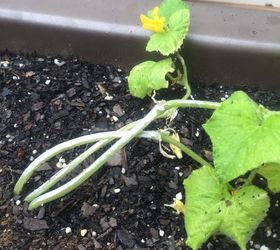 Ok what is wrong with the cucumbers? Hometalk