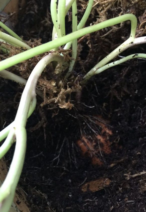 my sweet potato turns to potato vine yeah , gardening