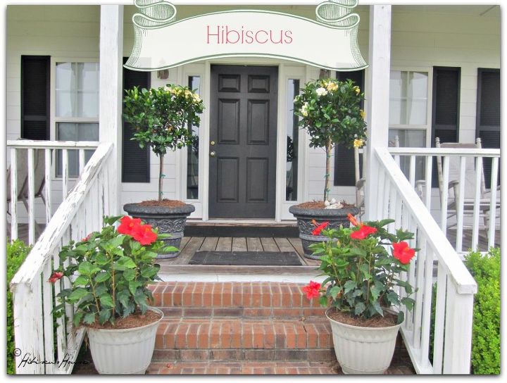 hibiscus para hibiscus house
